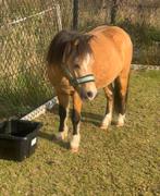 Lieve Pony zoekt ander huisje, Dieren en Toebehoren, Paarden, Hengst