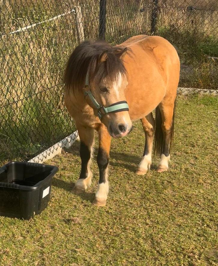 Pony zoekt 5 sterren huisje, Dieren en Toebehoren, Paarden, Hengst