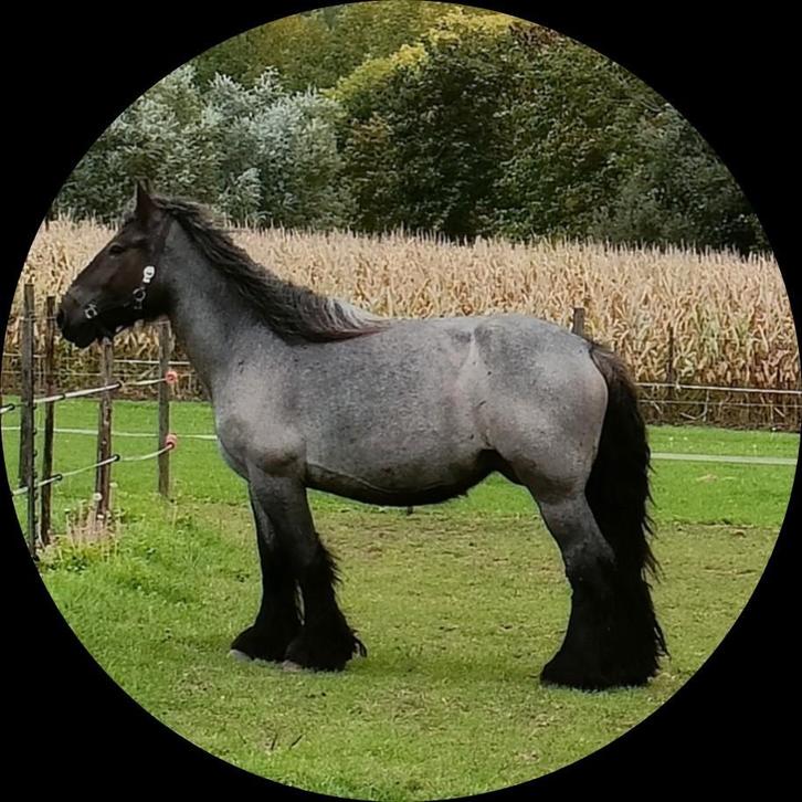 Trekpaard. Merrie. Blauwschimmel, Animaux & Accessoires, Chevaux, Jument, Ne s'applique pas, 160 à 165 cm, 3 à 6 ans, Cheval d'attelage