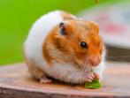 Goudhamsters te koop, Dieren en Toebehoren, Knaagdieren, Hamster, Geslacht onbekend, Tam, September