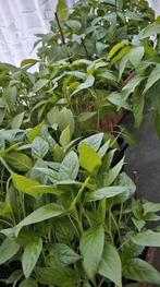 Planten, Ophalen