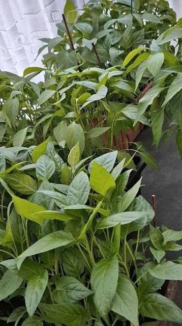 Planten, Tuin en Terras, Ophalen