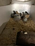 Chinese. Dwergkwartels