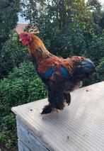Jeune coq brahma naine perdrix doré, Dieren en Toebehoren, Pluimvee