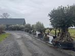Olijfbomen eigen import tegen de beste prijs!, Plein soleil, Été, Plante fixe, Enlèvement ou Envoi