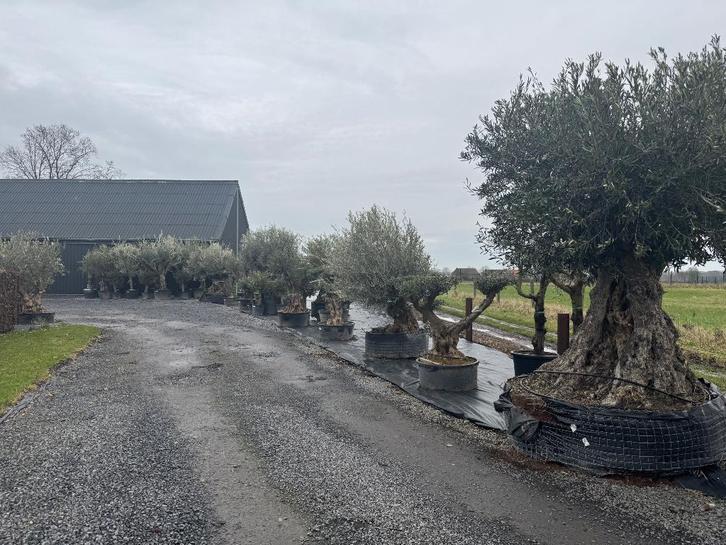 Olijfbomen eigen import tegen de beste prijs!, Jardin & Terrasse, Plantes | Jardin, Plante fixe, Autres espèces, Plein soleil