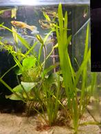 Guppy's en 1 rode kilvis en witte kuiser, Dieren en Toebehoren