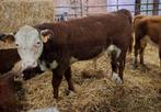 Hereford stier, Dieren en Toebehoren, Runderen, Mannelijk, 0 tot 2 jaar