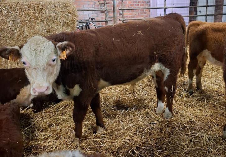 Hereford stier, Dieren en Toebehoren, Runderen, Mannelijk, 0 tot 2 jaar