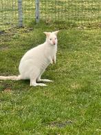 Kangoeroe koppel, Dieren en Toebehoren