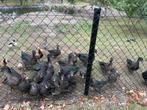 Barbarie eenden, Dieren en Toebehoren, Meerdere dieren, Eend