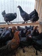 kleurleggers marans ,araucana , cream legbar 5+1gratis, Vrouwelijk, Kip