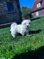 Mooie Maltezer pups, België, Maltezer, CDV (hondenziekte), 8 tot 15 weken