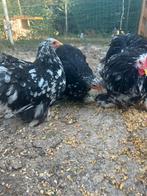 Cochin kriel, Dieren en Toebehoren, Pluimvee