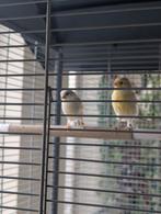 Agaat opaal geel mozaïek kanarie koppel, Dieren en Toebehoren, Meerdere dieren, Kleurkanarie