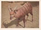 CHROMO  BONGO  ANTILOPE, Collections, Enlèvement ou Envoi, Comme neuf, Animal, Gravure