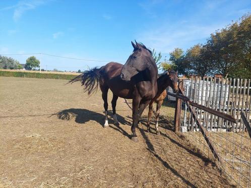 BWP fokmerrie Vigo X Galoubet, Dieren en Toebehoren, Paarden en Pony's | Dekhengsten en Fokmerries, Merrie