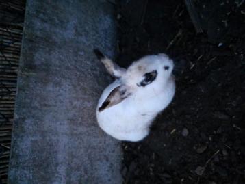 Lapin
