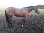 Quarter paard, Dieren en Toebehoren, Paarden, Merrie, Zadelmak, Gechipt, 11 jaar of ouder