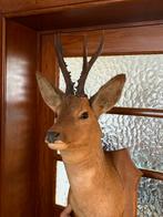 Animal, Enlèvement ou Envoi, Comme neuf