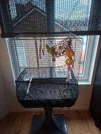 grasparkiet, Plusieurs animaux, Perruche, Domestique