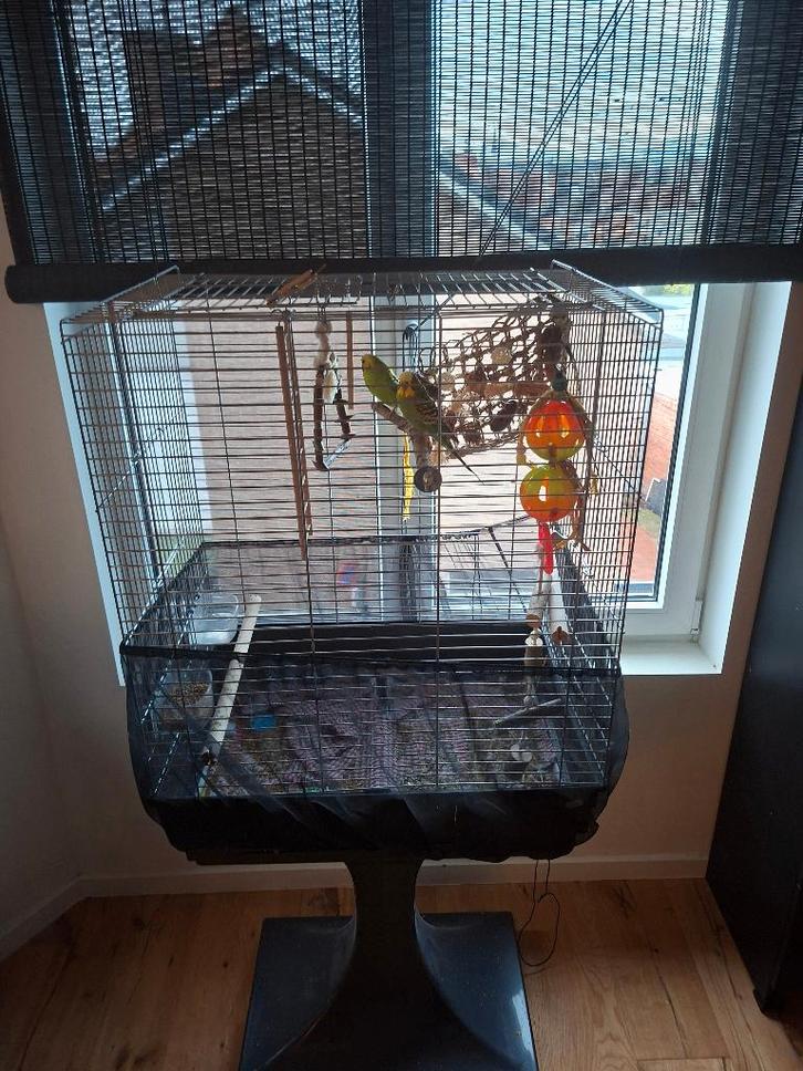 grasparkiet, Dieren en Toebehoren, Vogels | Parkieten en Papegaaien, Parkiet, Meerdere dieren, Tam