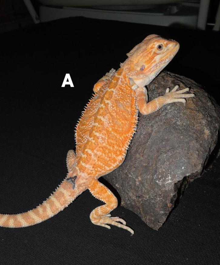Orange bluebar baardagaamvrouwtje, Dieren en Toebehoren, Reptielen en Amfibieën, Hagedis, 0 tot 2 jaar, Tam