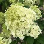 Hydrangea Bobo, Ophalen
