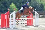 Ervaren wedstrijd pony jumping jackson van prinseveld, Dieren en Toebehoren, Pony's, Met stamboom, Ruin, M, Springpony