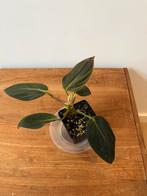 Philodendron Gigas, Ophalen of Verzenden