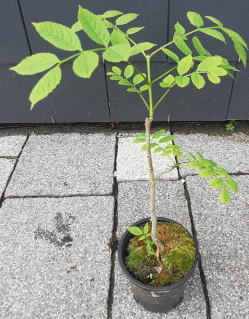 Echange ou vend frêne, Jardin & Terrasse, Plantes | Arbres, Enlèvement