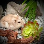 Tamme Russische Dwerghamsters (12 weken), Dieren en Toebehoren, Knaagdieren, Meerdere dieren, Hamster, Tam