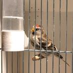 Barmsijs Groot 2025 man, Dieren en Toebehoren, Vogels | Overige Vogels, Mannelijk, Wildzangvogel, Geringd