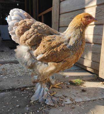 Brahma trio voor meerzomig blauwpatrijs tentoonstellingsfok beschikbaar voor biedingen