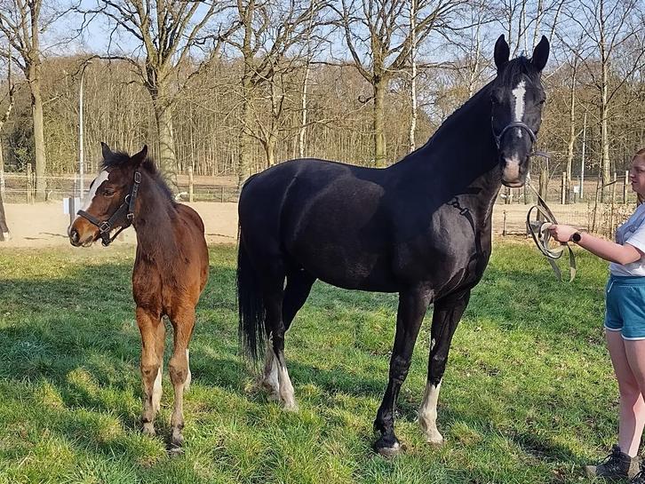 zwarte Gelderse merrie, Dieren en Toebehoren, Paarden, Merrie, L, 160 tot 165 cm, 11 jaar of ouder, Recreatiepaard, Met stamboom