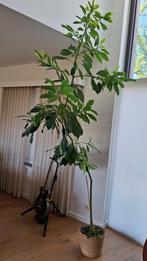 Avocadoboompje, Huis en Inrichting, Ophalen, 200 cm of meer, Overige soorten, In pot