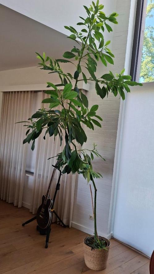 Avocadoboompje, Huis en Inrichting, Kamerplanten, Overige soorten, 200 cm of meer, Groene kamerplant, Volle zon, In pot, Ophalen