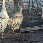 Ronquire kalkoen hen te koop, Dieren en Toebehoren, Pluimvee, Vrouwelijk, Kalkoen