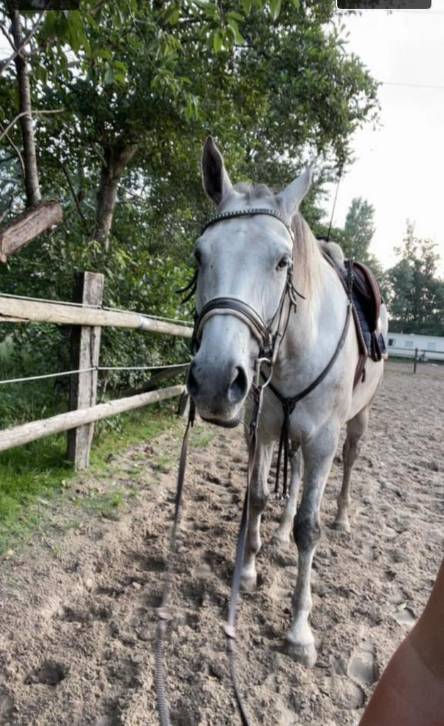 Halve stal, Dieren en Toebehoren, Paarden