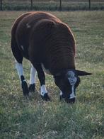 Gezond mooi luxe bont ram lam, Mannelijk, Schaap, 0 tot 2 jaar