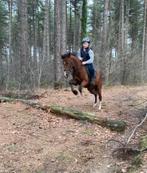 Ontzettend lieve merrie, Animaux & Accessoires, Poneys, Vermifugé, B, Poney D (1.37 m à 1.48m), Poney de saut