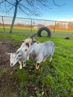 Blauwschimmel dwerg geitjes!, Dieren en Toebehoren