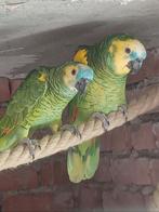 Bewezen kweek koppel, Dieren en Toebehoren, Vogels | Parkieten en Papegaaien, Meerdere dieren, Papegaai, Pratend