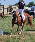 Fiere dame Febe, Dieren en Toebehoren, Pony's, Merrie, Gechipt, Dressuurpony, L