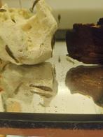 Ancistrus, Dieren en Toebehoren