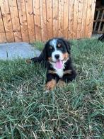 Bener sennen pups, Dieren en Toebehoren, Honden | Bulldogs, Pinschers en Molossers, België, Particulier, CDV (hondenziekte), Meerdere