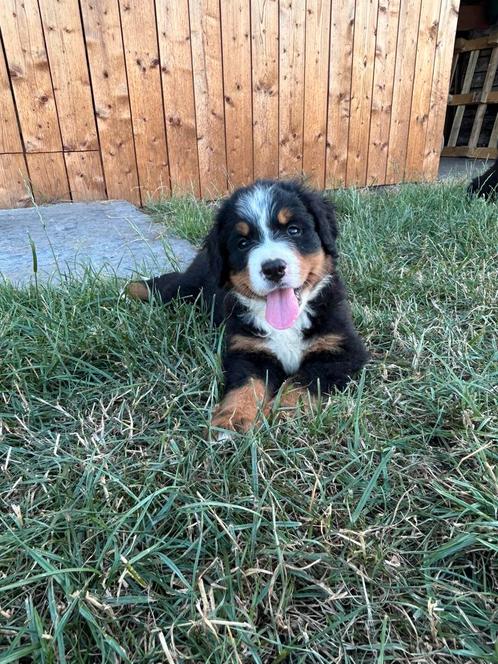 Bener sennen pups, Dieren en Toebehoren, Honden | Bulldogs, Pinschers en Molossers, Meerdere dieren, Sennenhond, Particulier, Meerdere