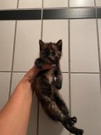 4 leuke kittens, Oktober, Meerdere dieren