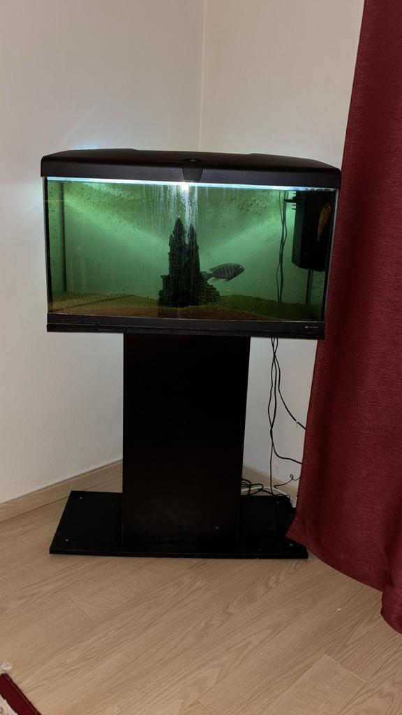 Aquarium, Dieren en Toebehoren, Vissen | Aquaria en Toebehoren, Zo goed als nieuw, Ophalen