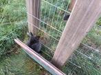 Dwergkonijn, Dieren en Toebehoren
